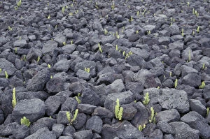 N.A. USA, Hawaii, Big Island Fern sprouts poke through rocky A a lava