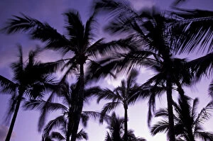 Images Dated 4th November 2003: N.A. USA, Hawaii, Big Island Palms moving with wind at dusk