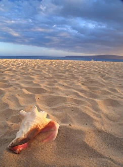 NA, USA, Hawaii, southern Maui, conch shell on dry sand