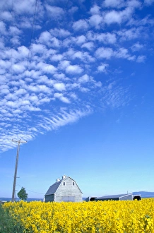 Images Dated 24th March 2005: Na, USA, ID, Grangeville, Canola Field and Gray Barn