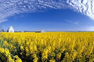 Grangeville Prints: Na, USA, ID, Grangeville, Canola Field and Gray Barn