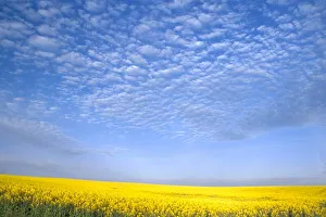 Grangeville Prints: Na, USA, ID, Grangeville, Field of Canola Crop
