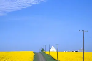 Grangeville Prints: Na, USA, ID, Grangeville, Road Runnig ThroughCanola Field with Gray Barn