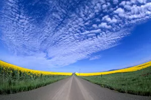 Images Dated 24th March 2005: Na, USA, ID, Grangeville, Road Running through Canola Fields