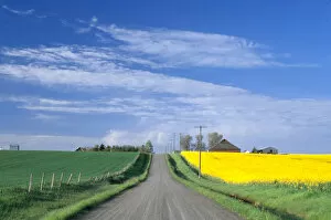 Images Dated 24th March 2005: Na, USA, ID, Grangeville, Road Running through Canola & Wheat Fields