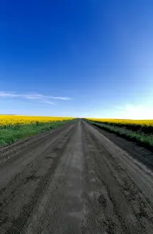 Grangeville Prints: Na, USA, ID, Grangeville, Road Running through Canola Fields