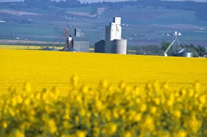 Images Dated 24th March 2005: Na, USA, ID, Grangeville, Silo in Field of Canola Crop