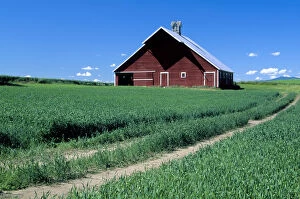 N.A. USA, Idaho, Latah county, near Genesee. Red barn in wheatfield. PR