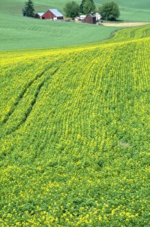 Images Dated 13th February 2004: N.A. USA, Idaho, Latah County, near Genesee. Farm with canola field in summer. PR