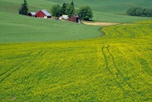 Images Dated 13th February 2004: N.A. USA, Idaho, Latah County, near Genesee. Farm with canola field in summer. PR (MR)