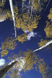 NA, USA, Idaho, Victor. Aspen grove, view from forest floor
