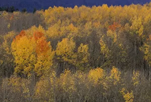 NA, USA, Idaho, Victor. Aspen grove in fall color