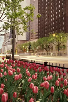 NA, USA, Illinois, Cook County, Chicago, Michigan Avenue, tulips on sidewalk