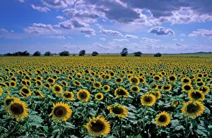 Flat Prints: NA, USA, Kansas, Sunflower crop
