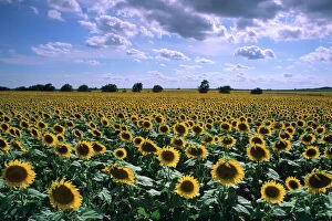 N.A. USA, Kansas. A sunflower field