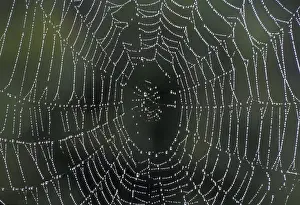 Spider Prints: NA, USA, Kentucky, Central Kentucky Dew drops on spiderweb