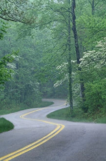 N.A. USA, Kentucky, Daniel Boone National Forest Road through forest in spring