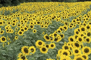 NA, USA, Kentucky, Frankfort Field of sunflowers