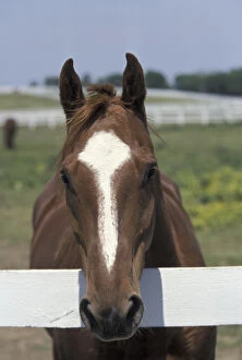 NA, USA, Kentucky, Lexington Portrait of thoroughbred race horse, Kentucky Horse Park