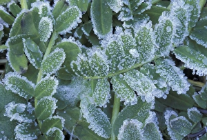 Images Dated 26th May 2004: NA, USA, Kentucky, Louisville Frost on ferns