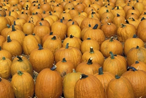 Images Dated 26th May 2004: NA, USA, Kentucky, Louisville Harvested pumpkins