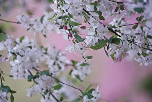 N.A. USA, Kentucky, Louisville Weeping cherry tree blossoms