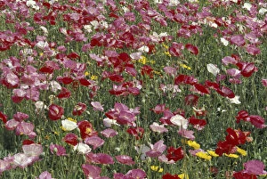 Images Dated 26th May 2004: NA, USA, Kentucky, near London Pattern in hybrid poppies