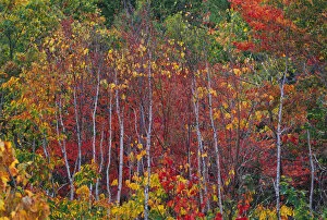 NA, USA, Maine. Aspens in Acadia National Park