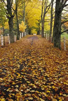 Roadway Prints: NA, USA, Maine, near Bristol Fallen maple leaves in roadway