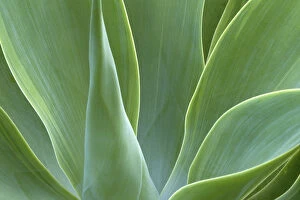 Images Dated 31st March 2004: N.A. USA, Maui, Hawaii. Agave plant