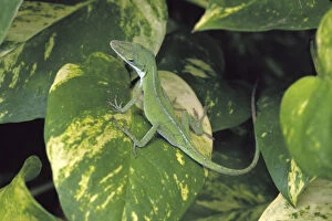 N.A. USA, Maui, Hawaii. Lizard on varigated leaf