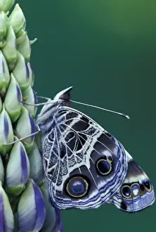 Painted Lady Prints: NA, USA, Michigan, Bloomfield Hills Painted lady butterfly on lupine
