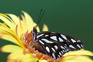 Detroit Prints: NA, USA, Michigan, Detroit Gulf fritillary on gerber daisy