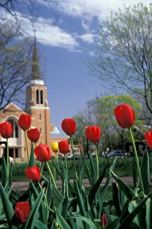 NA, USA, Michigan, Ottawa County, Holland, Centennial Park, red tulips foreground