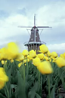 NA, USA, Michigan, Ottowa County, Holland, Golden Apeldorn tulips and Dutch Windmill