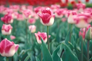 Images Dated 5th January 2005: NA, USA, Michigan, Ottowa County, Holland, Rosario tulips