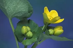 Images Dated 20th February 2004: NA, USA, Michigan, Rochester Hills. Marsh marigold blossoms and buds (Caltha palustris)