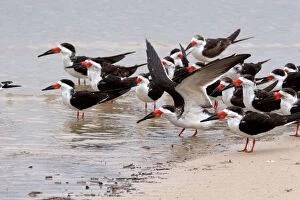 N.A. USA, Mississippi. Black skimmers on the Mississippi Gulf Coast