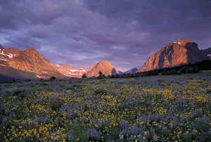 Images Dated 13th May 2011: NA, USA, Montana, Glacier NP, Lupine, arnica, many glaciers at sunrise