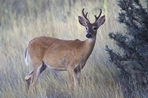 NA, USA, Montana, National Bison Range White-tail deer buck