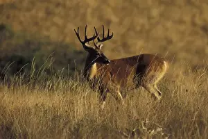 NA, USA, Montana, National Bison Range White-tail deer buck