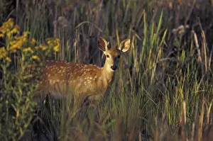 Images Dated 12th May 2004: NA, USA, Montana, National Bison Range White-tail fawn