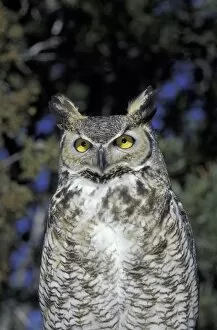 Images Dated 8th June 2004: NA, USA, New Mexico, Wildlife West Nature Park Great Horned owl (Bubo virginianus)