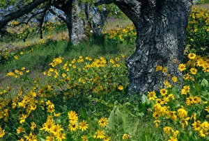 Images Dated 24th May 2005: NA, USA, Oregon. Arrowleaf balsamroot and oak trees