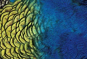 NA, USA, Oregon, Ashland Peacock feather pattern
