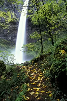 NA, USA, Oregon, Columbia Gorge Elowha Falls in autumn