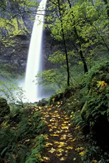 Hike Prints: NA, USA, Oregon, Columbia Gorge Elowha Falls in autumn