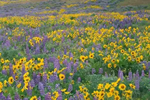 NA, USA, Oregon. Field of arrowleaf balsamroot and lupine