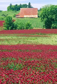Clover Prints: NA, USA, Oregon. Field of crimson clover and barn near Wilsonville