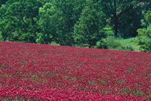 Clover Prints: NA, USA, Oregon. Field of crimson clover near Wilsonville